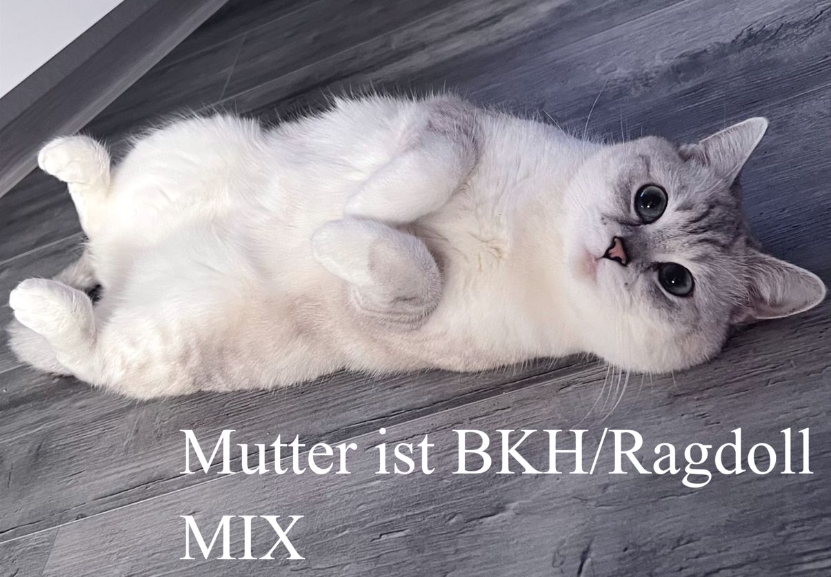 Bkh Ragdoll Kitten Abgabebereit