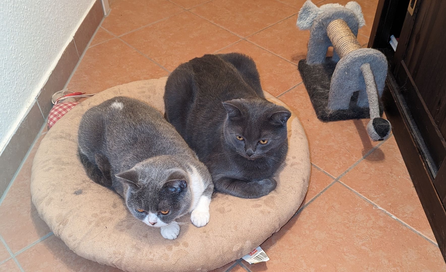 BKH Kitten, Dezember Babies