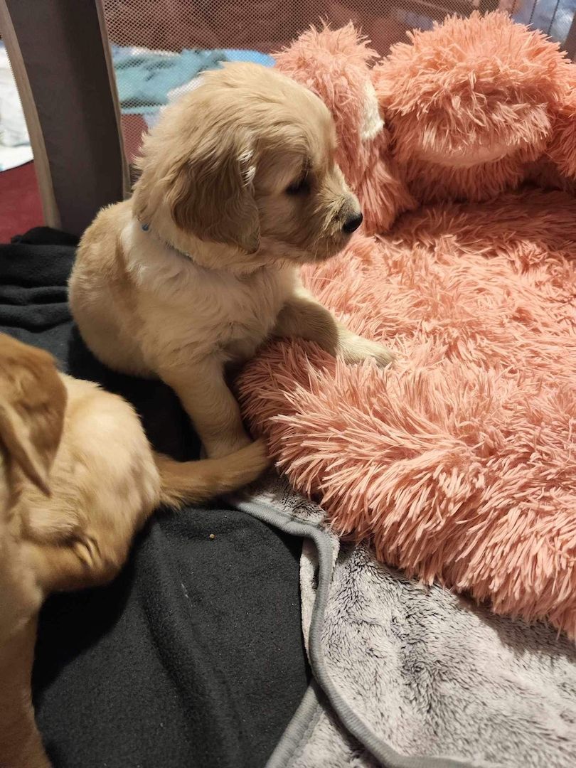 Golden Retriever Welpen Golden Retriever Welpen