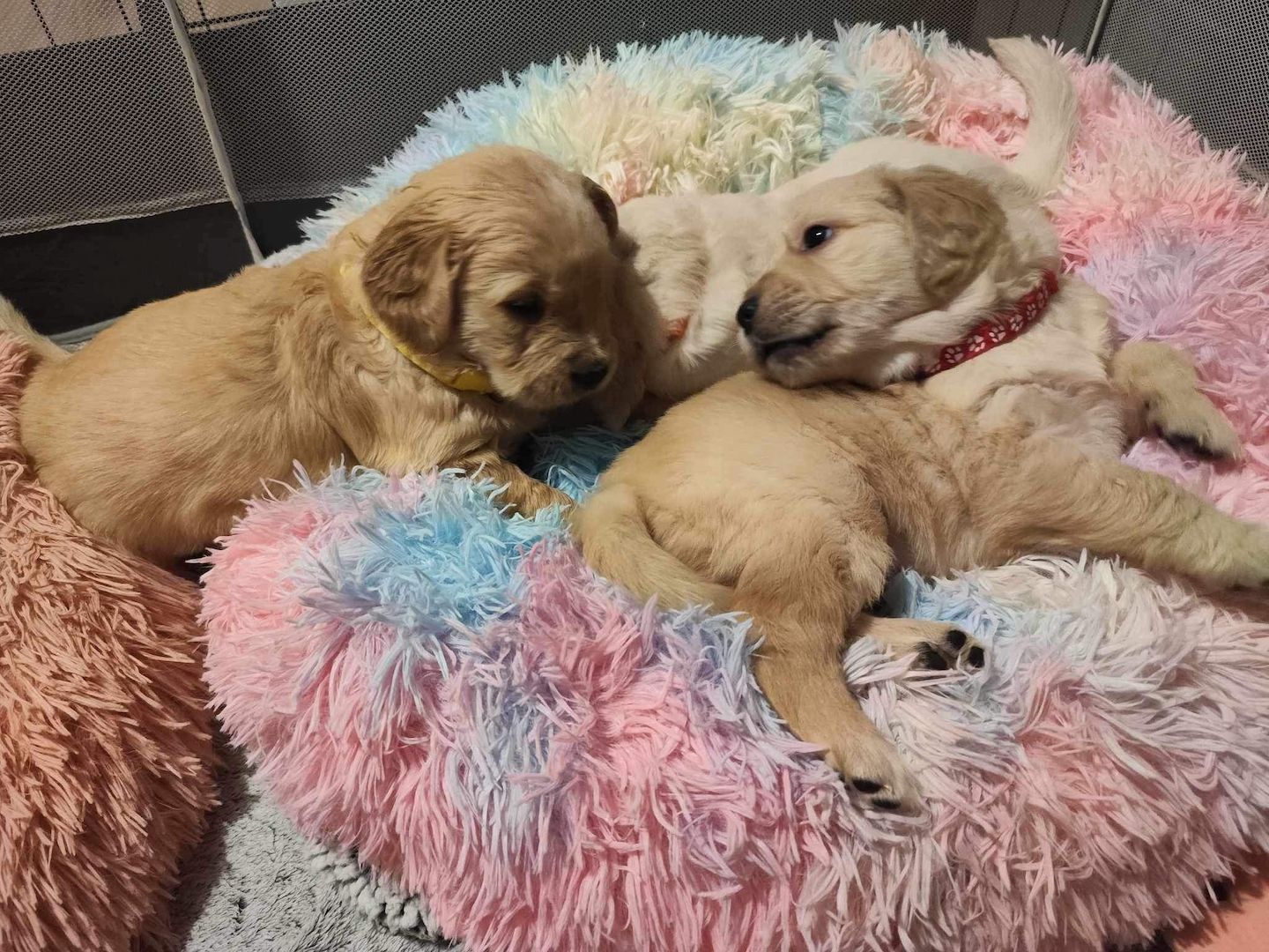 Golden Retriever Welpen Golden Retriever Welpen