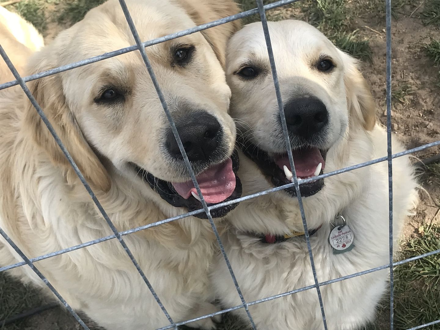 Golden Retriever Welpen Golden Retriever Welpen