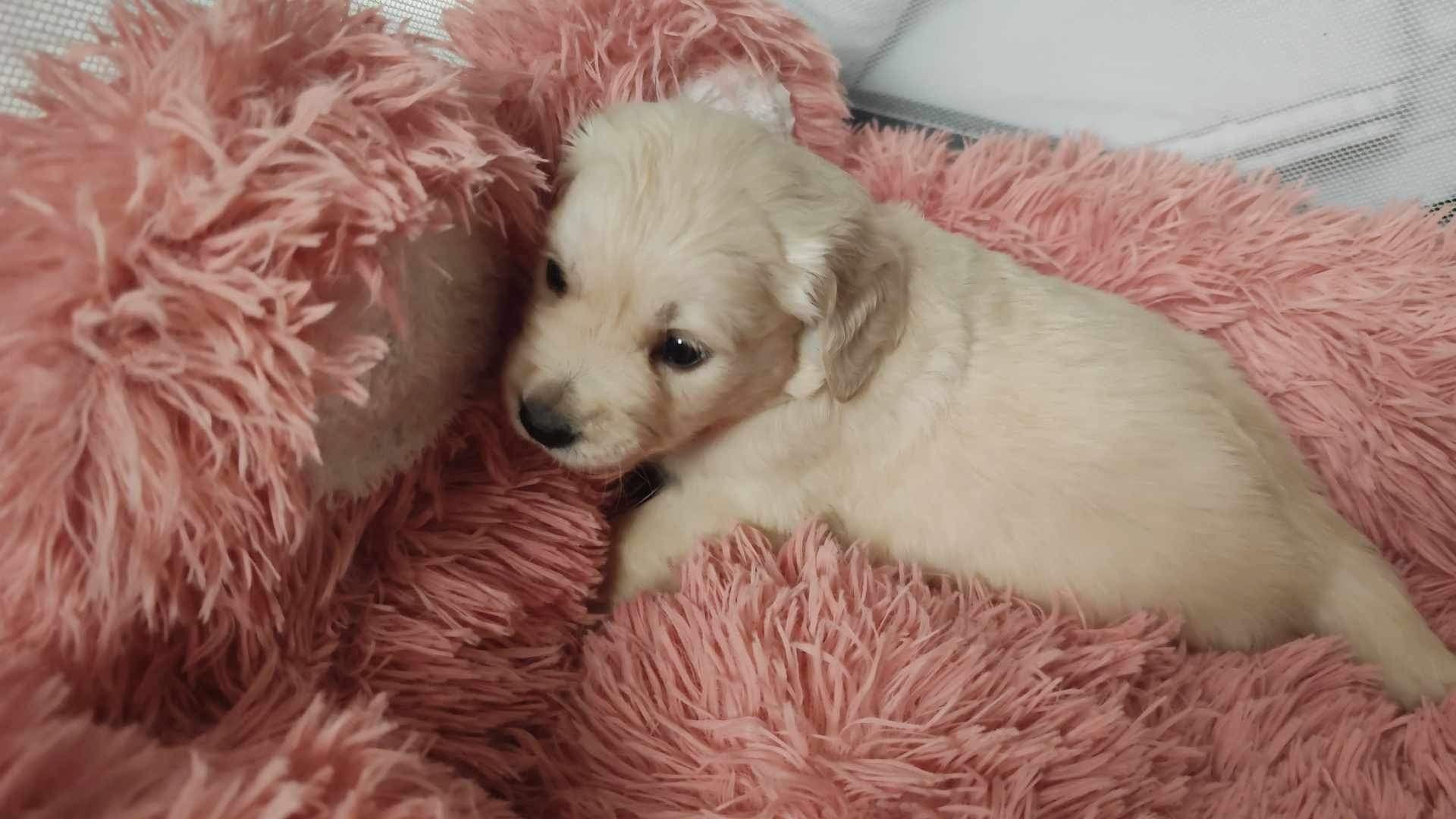 Golden Retriever Welpen Golden Retriever Welpen