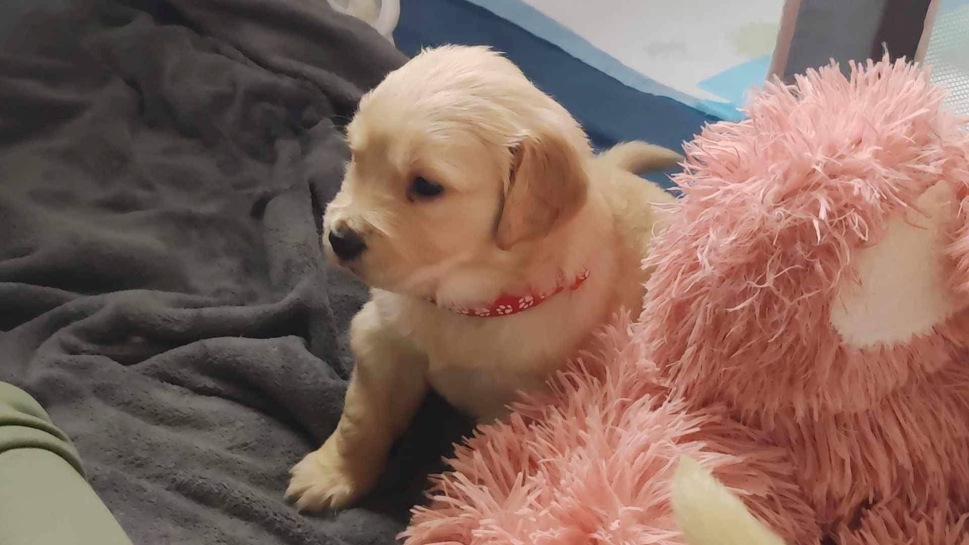 Golden Retriever Welpen Golden Retriever Welpen