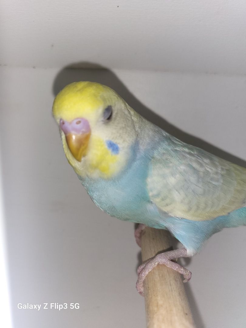 Wellensittich Rainbow