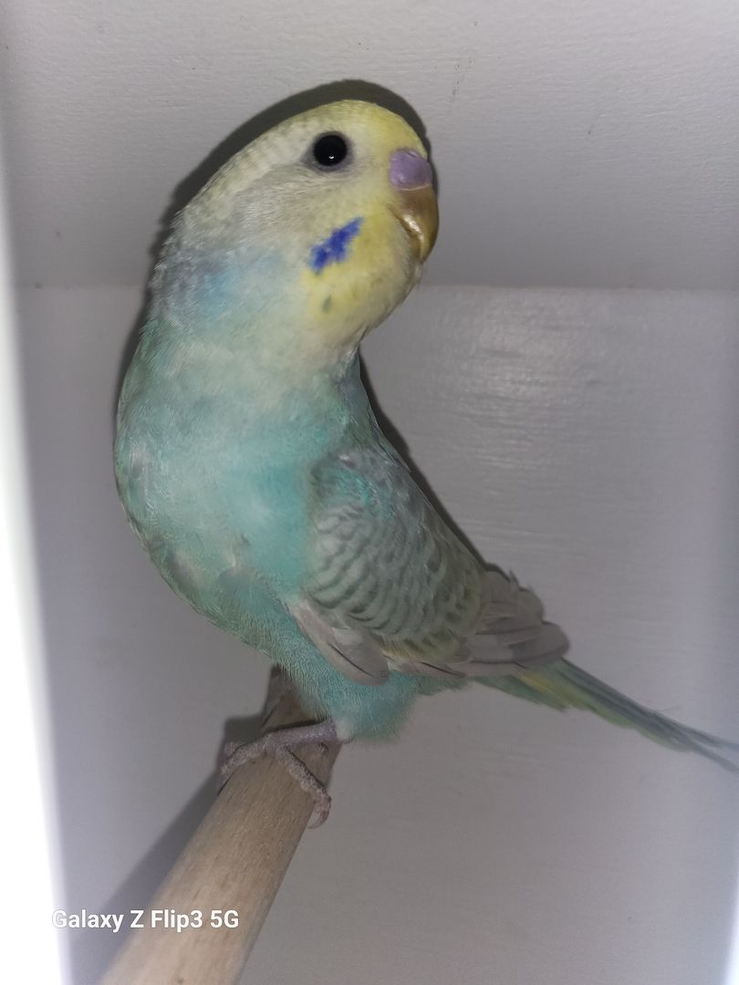 Wellensittich Rainbow