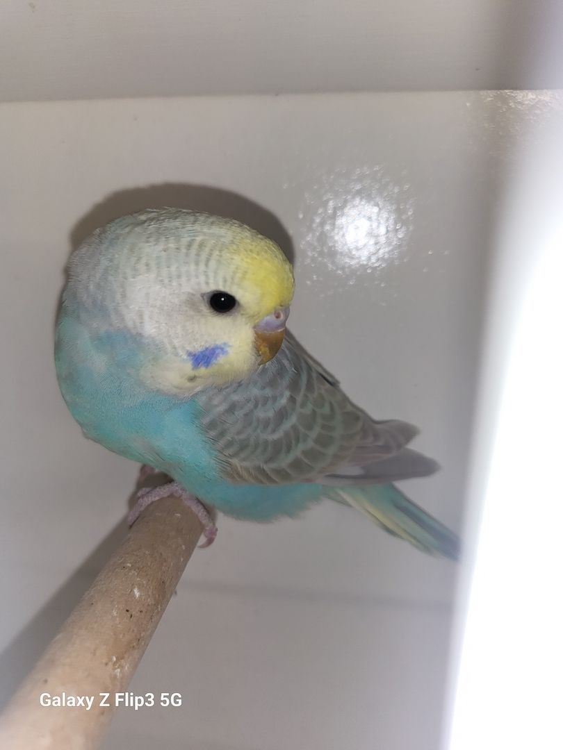 Wellensittich Rainbow