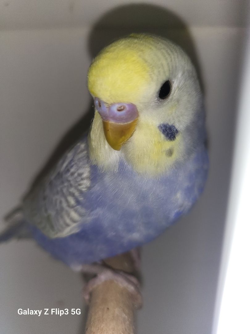 Wellensittich Rainbow