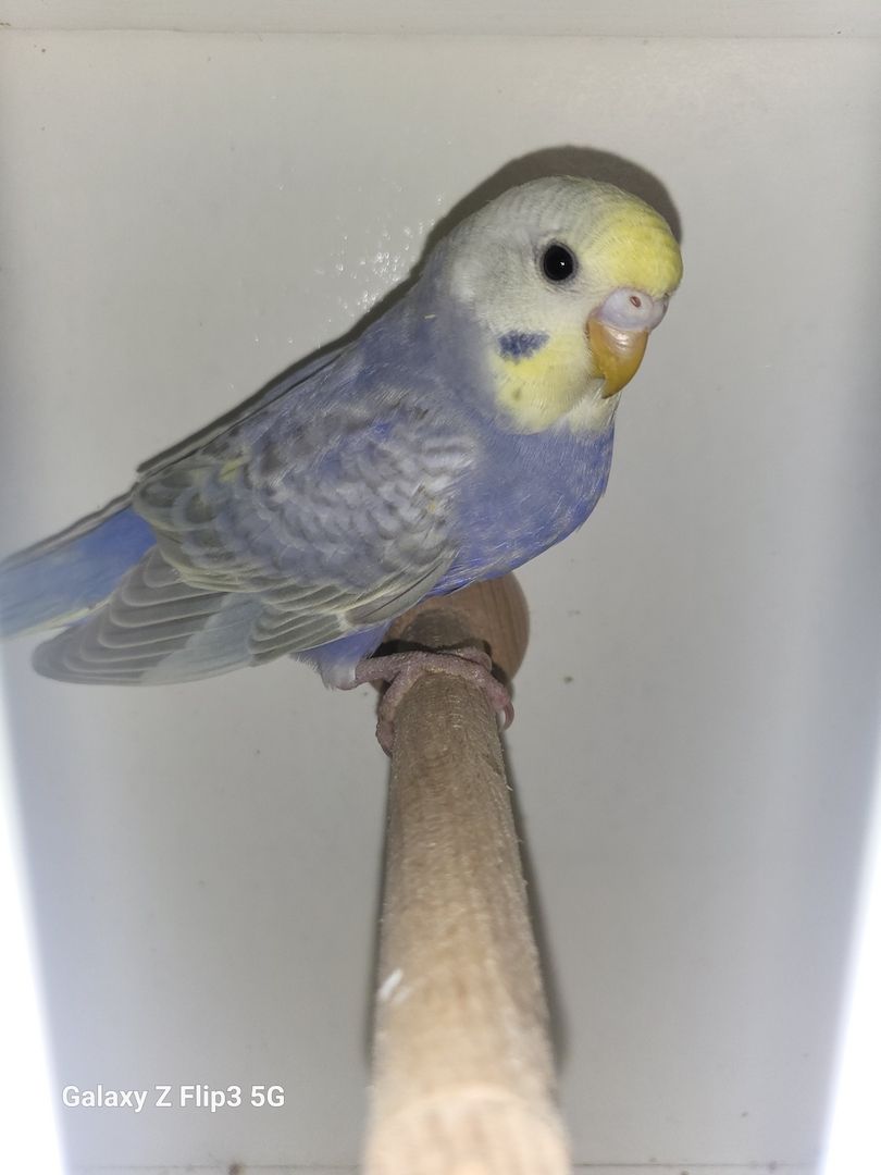 Wellensittich Rainbow