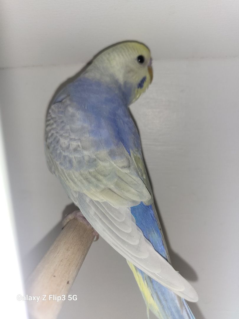 Wellensittich Rainbow