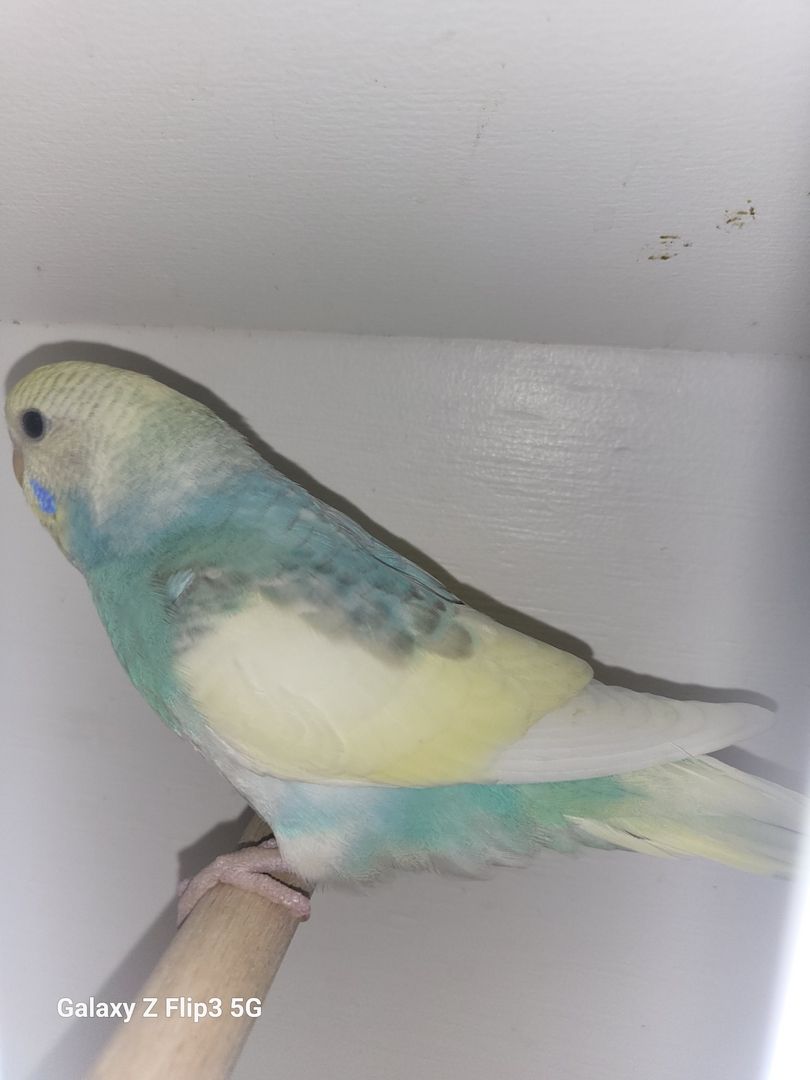 Wellensittich Rainbow