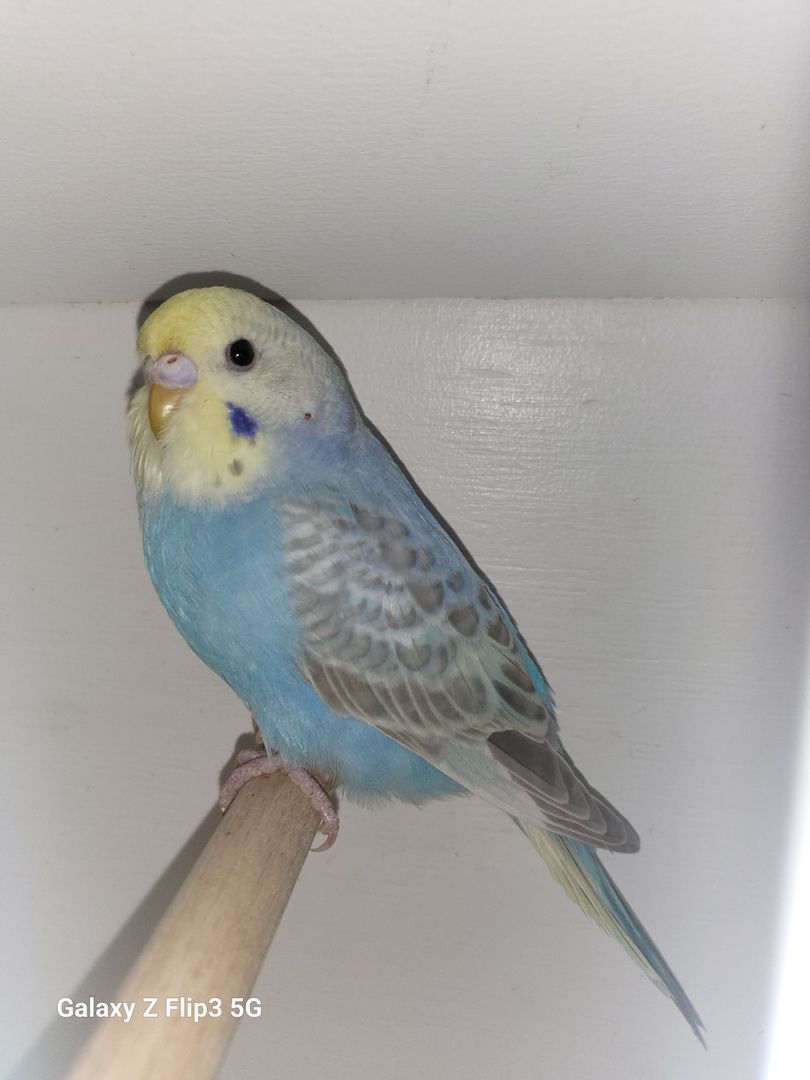 Wellensittich Rainbow