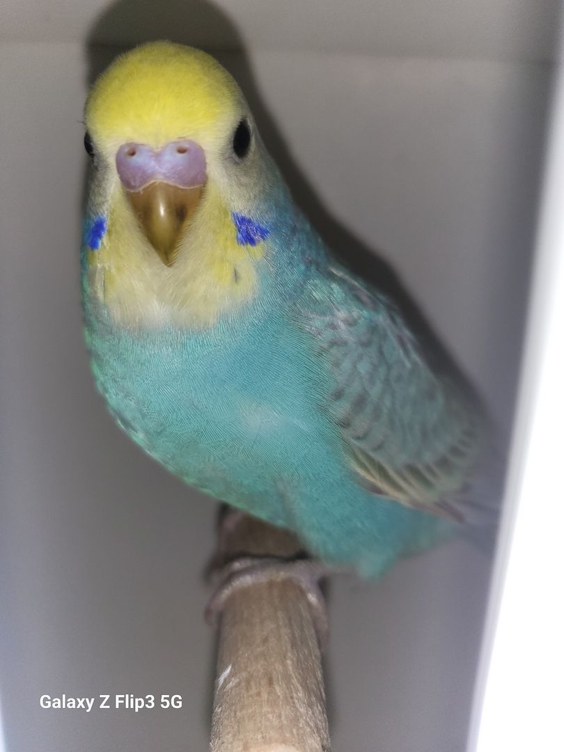 Wellensittich Rainbow