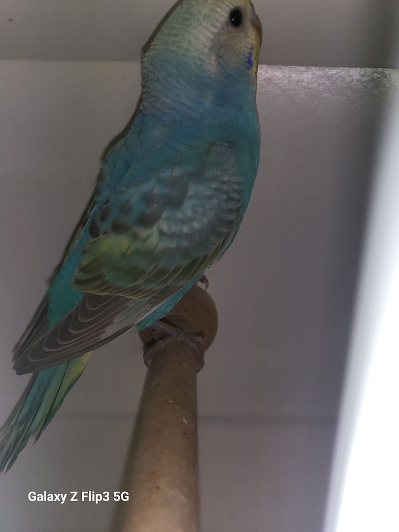 Wellensittich Rainbow