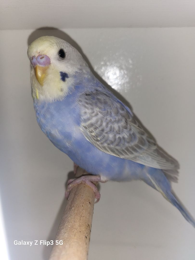 Wellensittich Rainbow