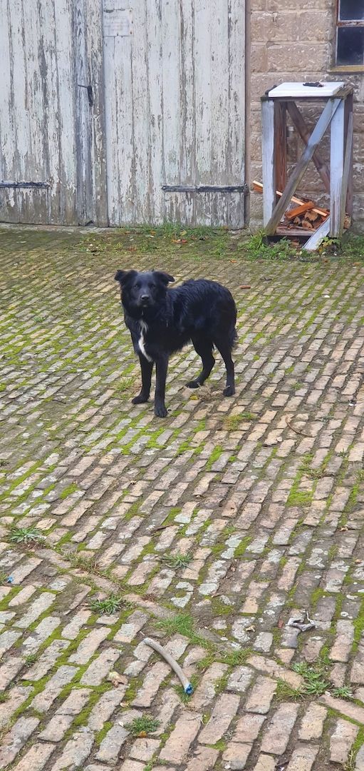 Bordercollie Australien Sheppard