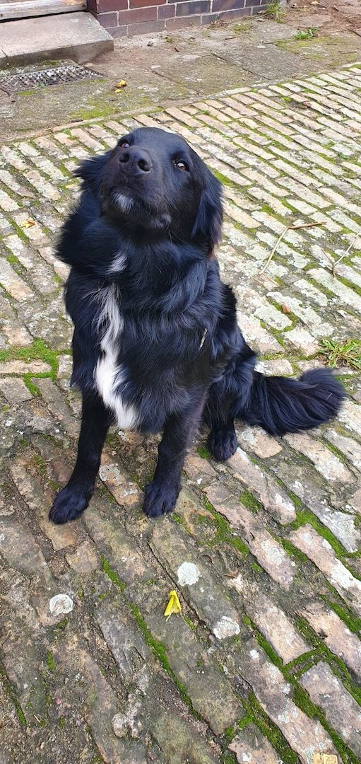 Bordercollie Australien Sheppard