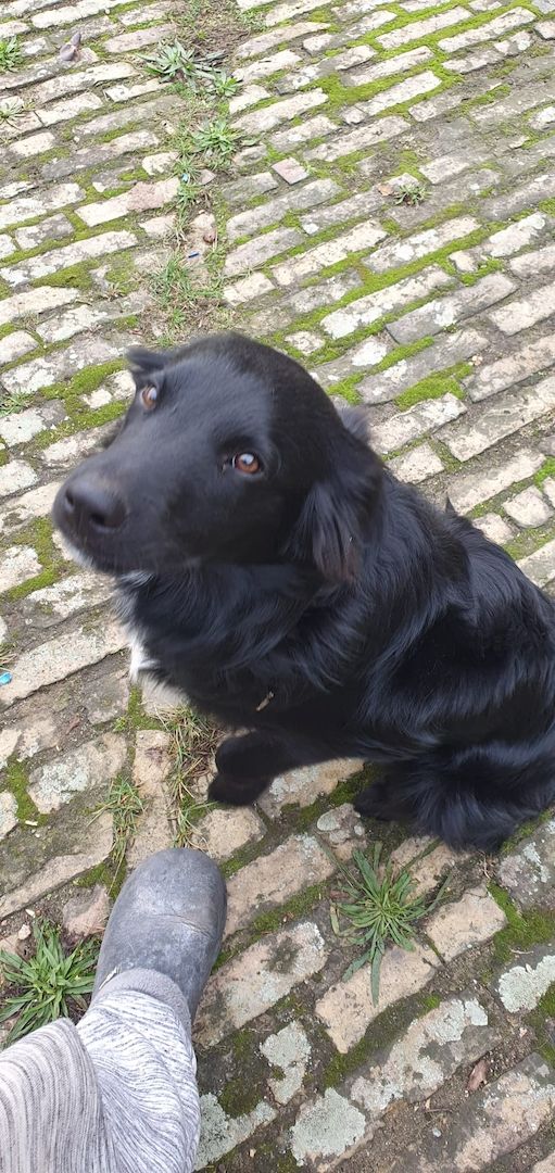 Bordercollie Australien Sheppard