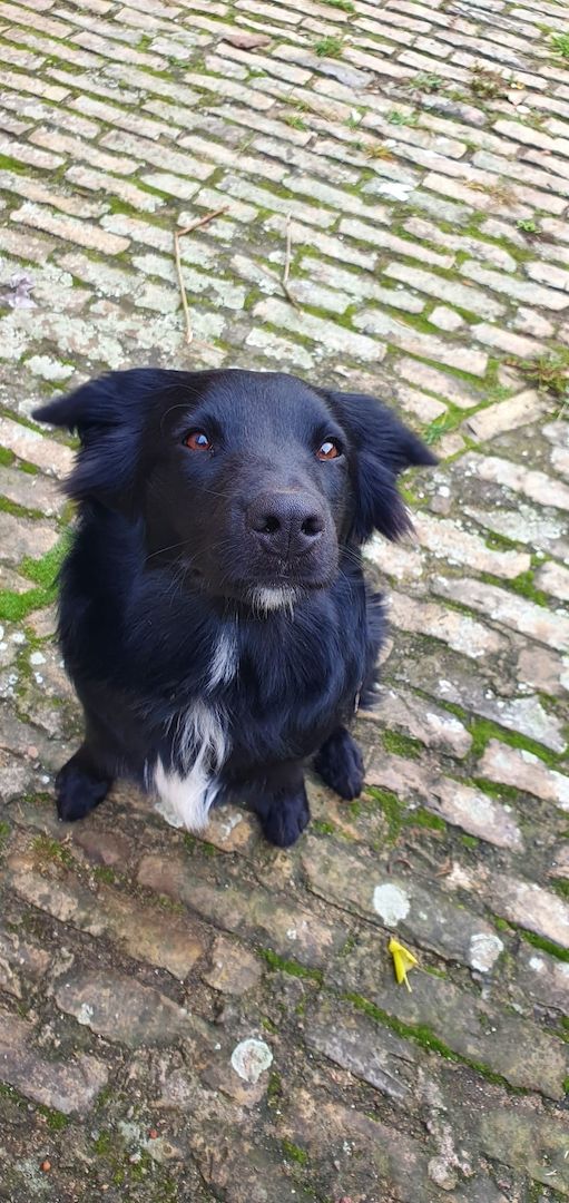 Bordercollie Australien Sheppard