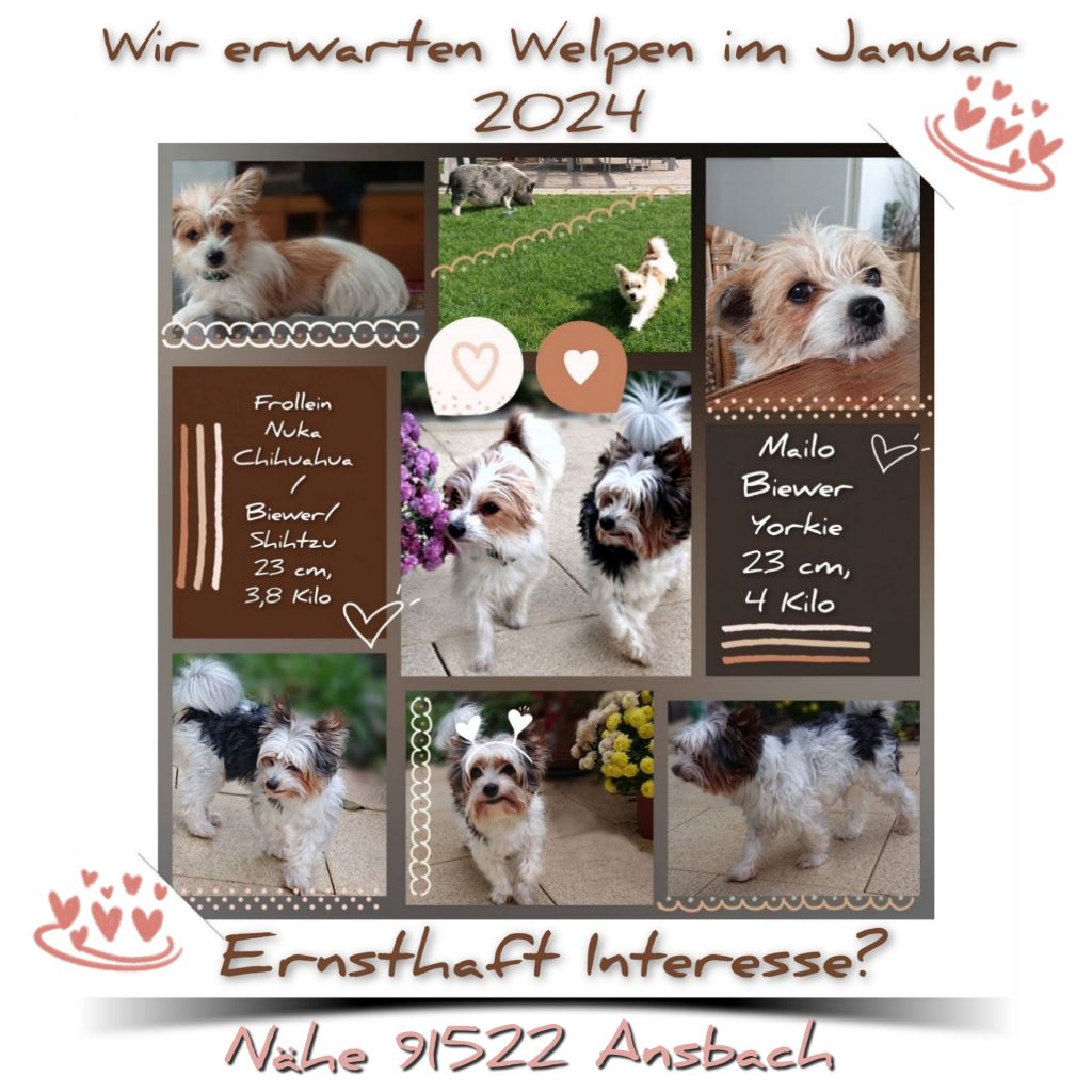 Kleinhund Welpen Chihuahua Biewer Yorkshire Shihtzu