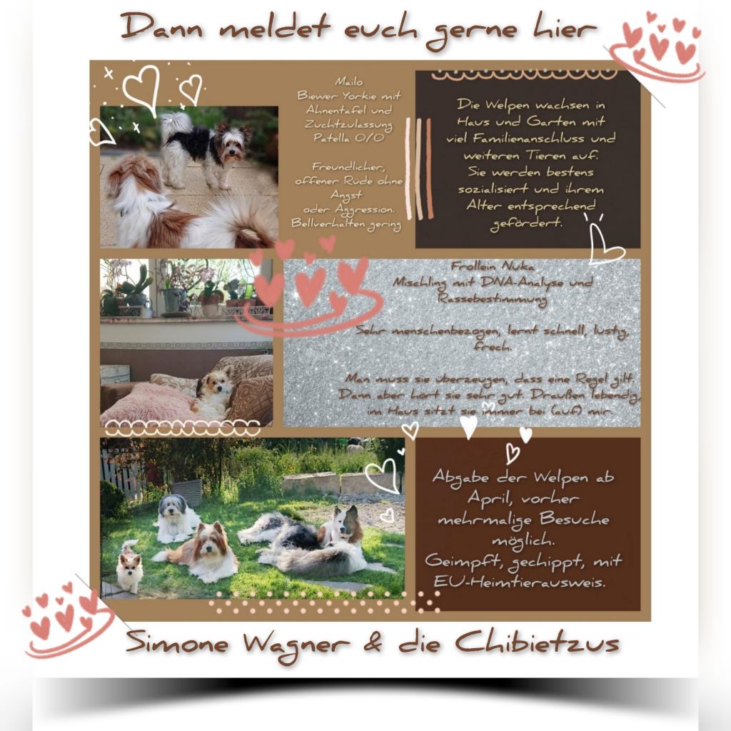 Kleinhund Welpen Chihuahua Biewer Yorkshire Shihtzu