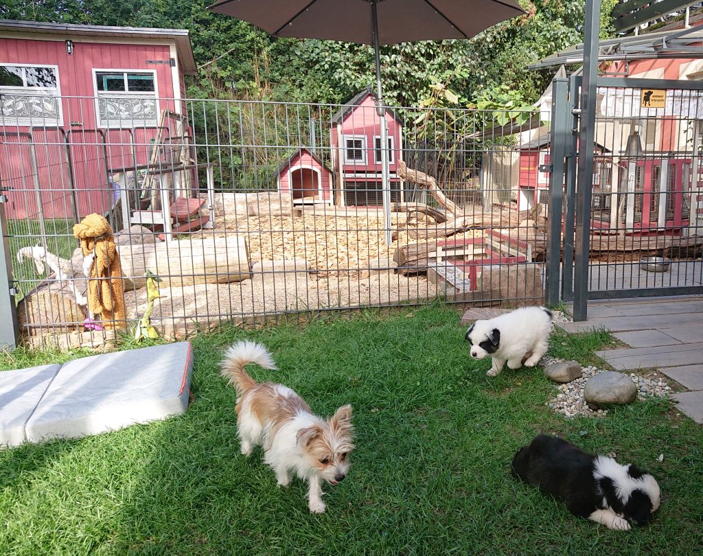 Kleinhund Welpen Chihuahua Biewer Yorkshire Shihtzu