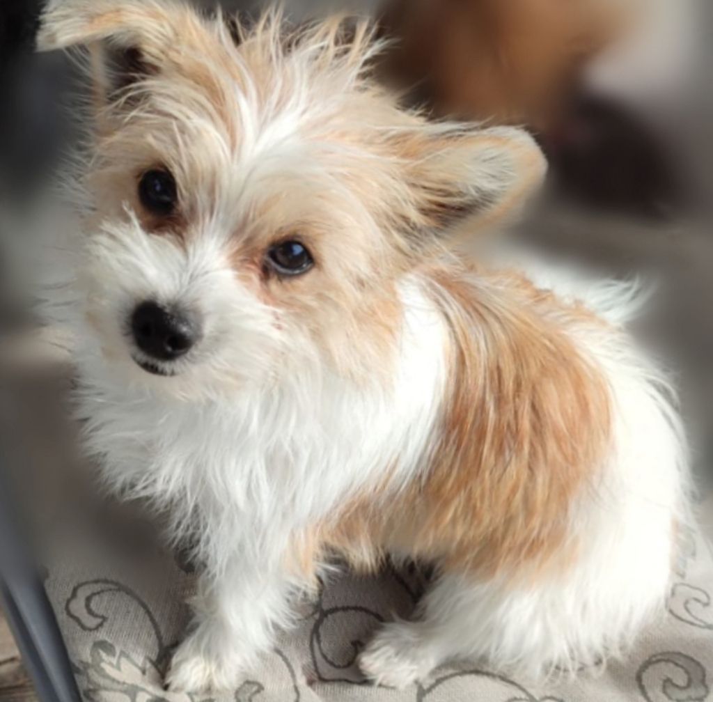 Kleinhund Welpen Chihuahua Biewer Yorkshire Shihtzu