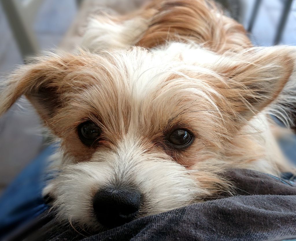 Kleinhund Welpen Chihuahua Biewer Yorkshire Shihtzu