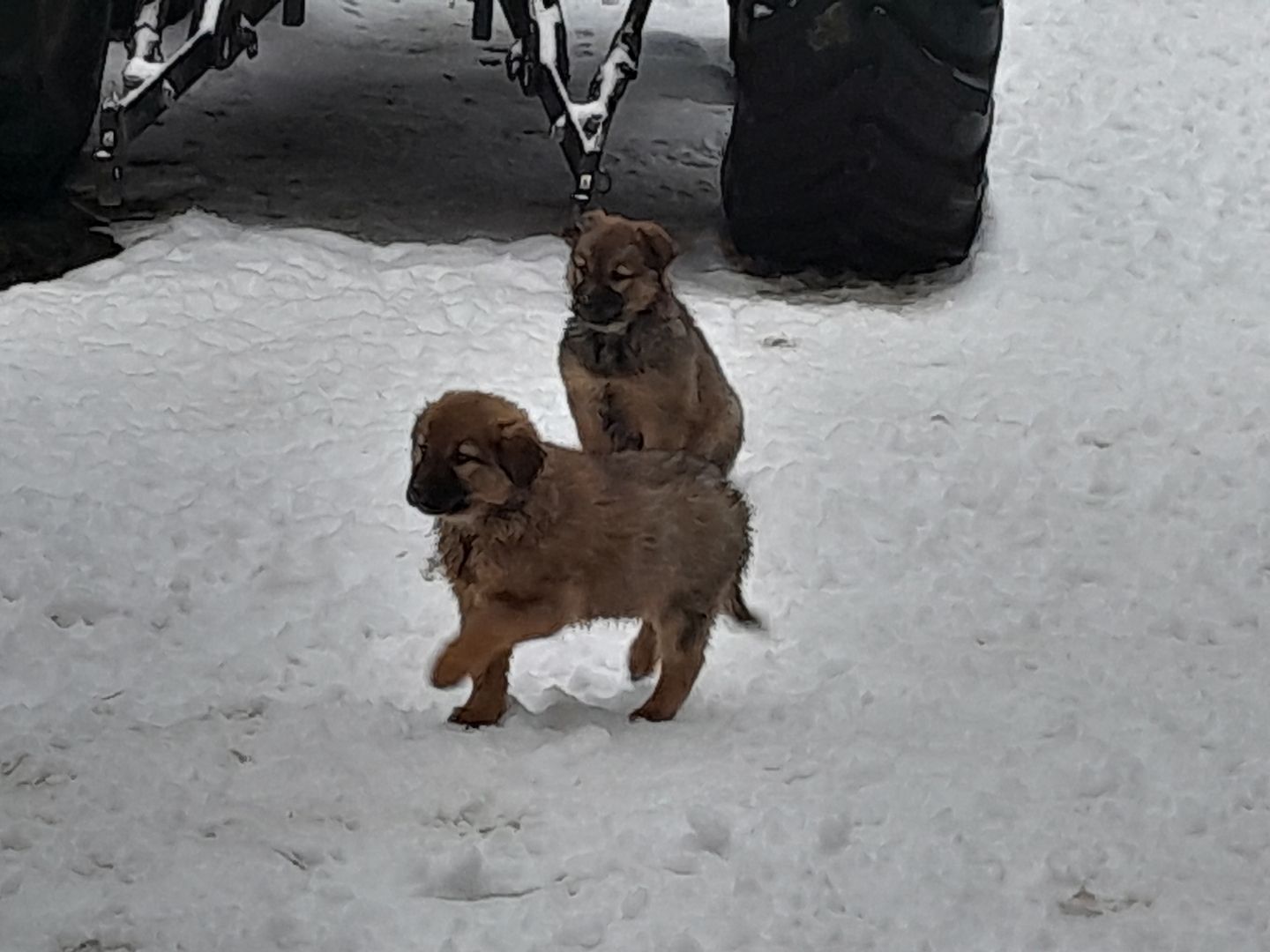 Wunderschöne robuste Welpen