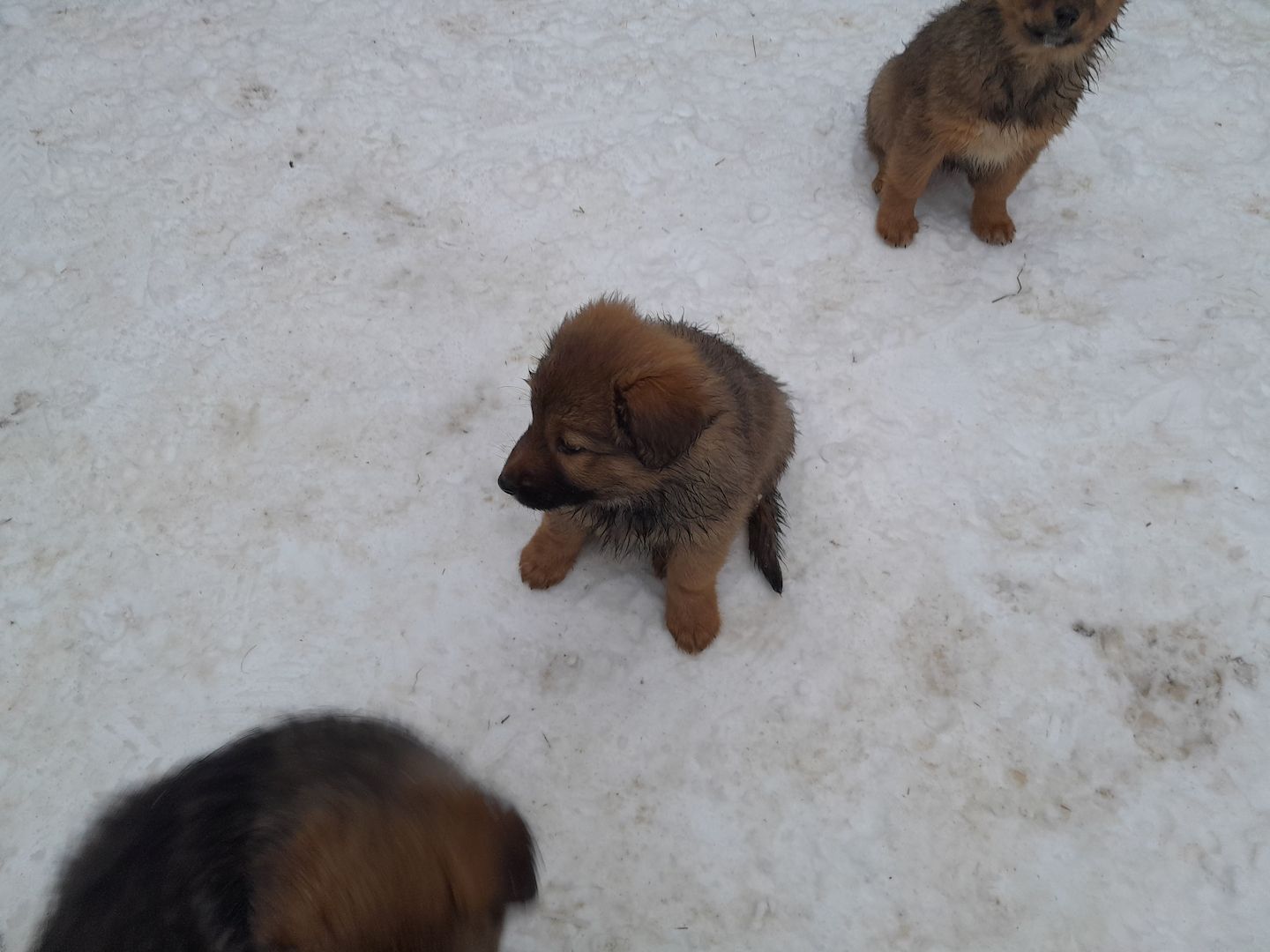 Wunderschöne robuste Welpen