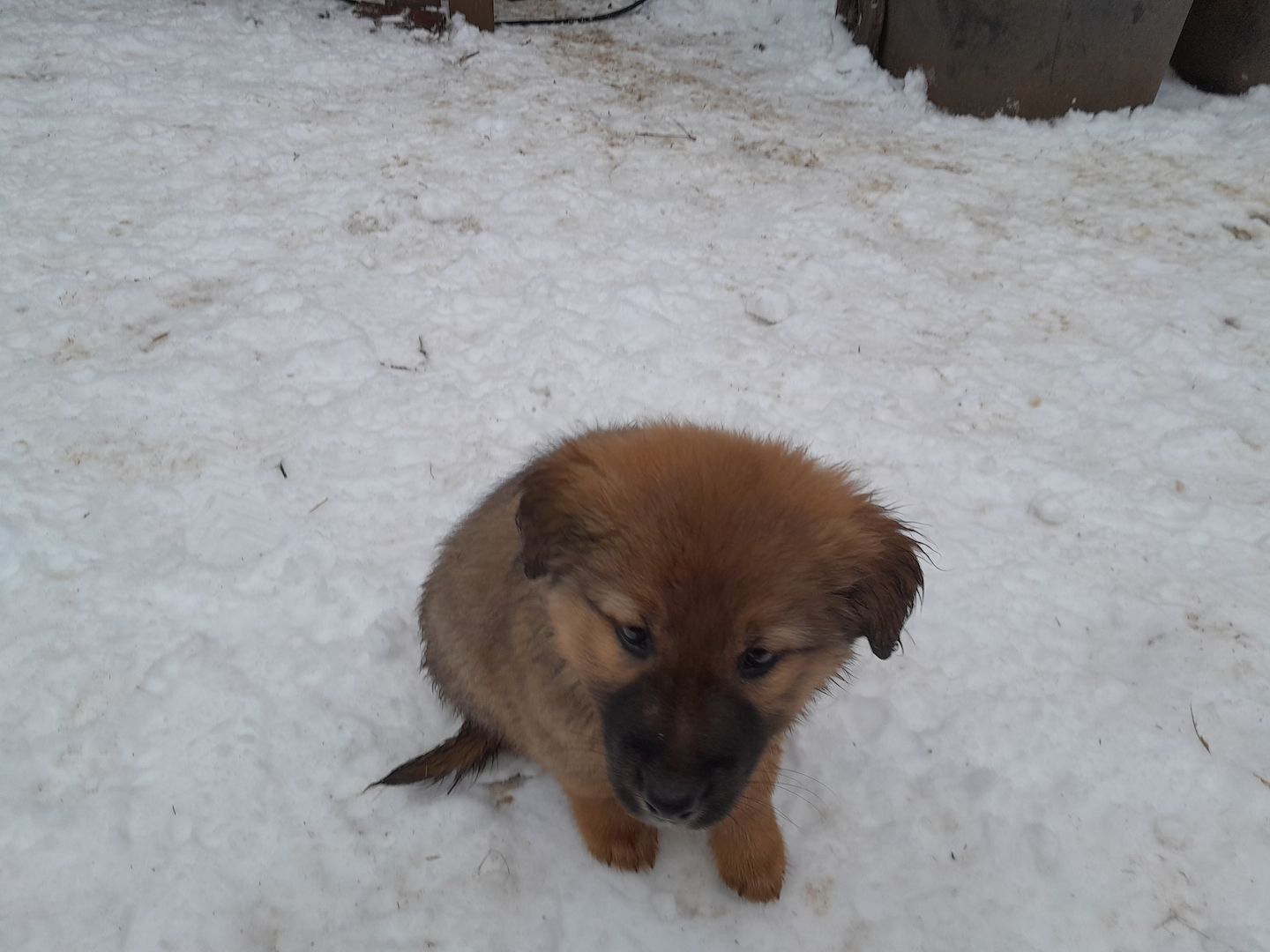 Wunderschöne robuste Welpen