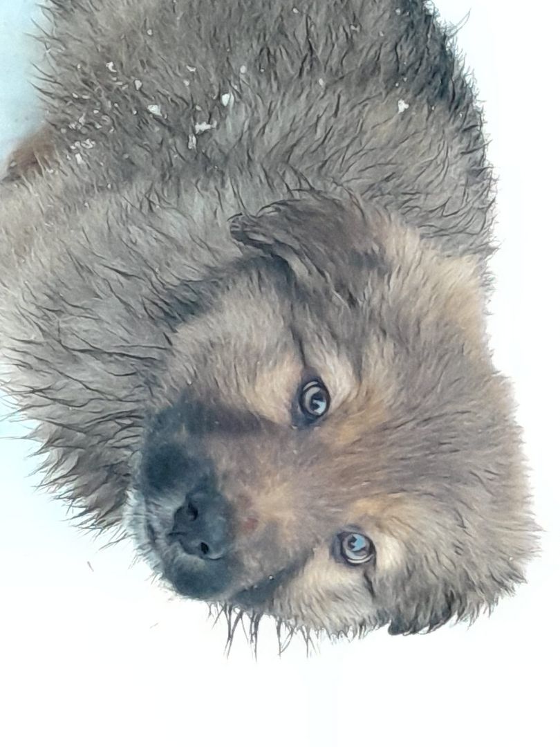 Wunderschöne robuste Welpen