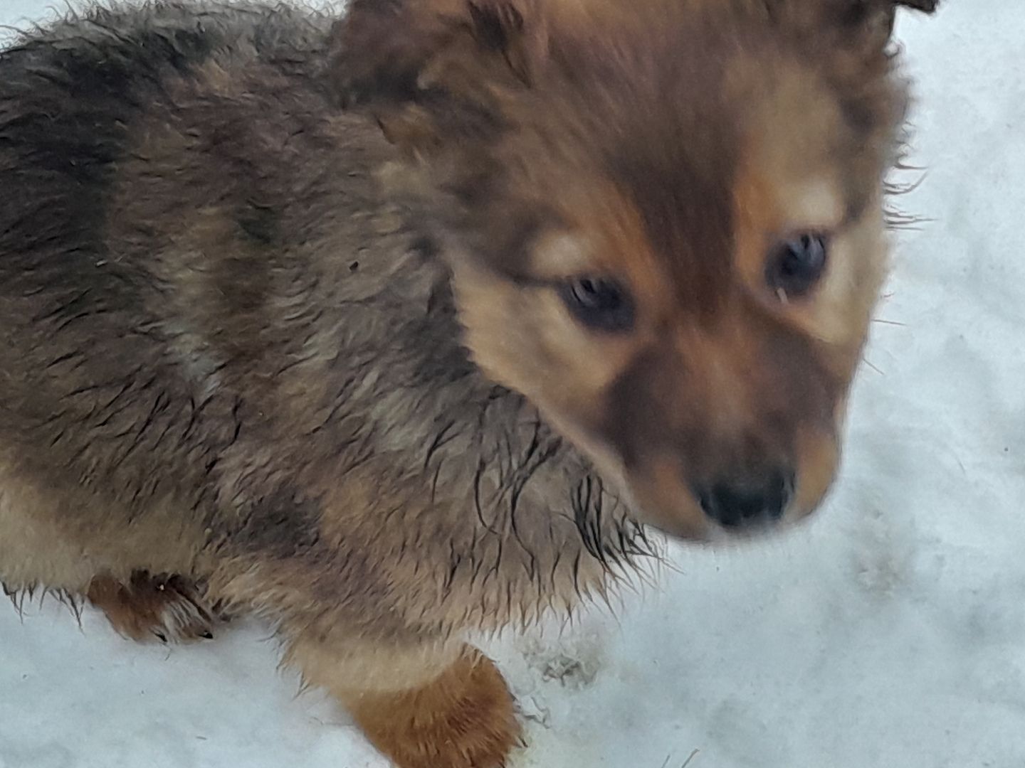 Wunderschöne robuste Welpen