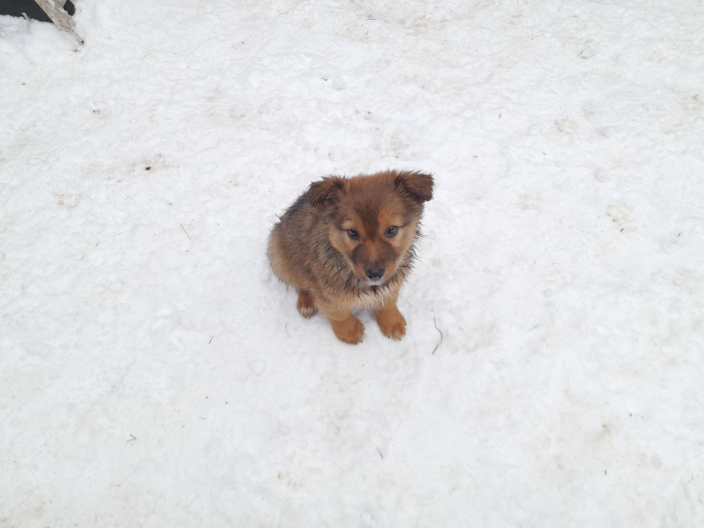 Wunderschöne robuste Welpen
