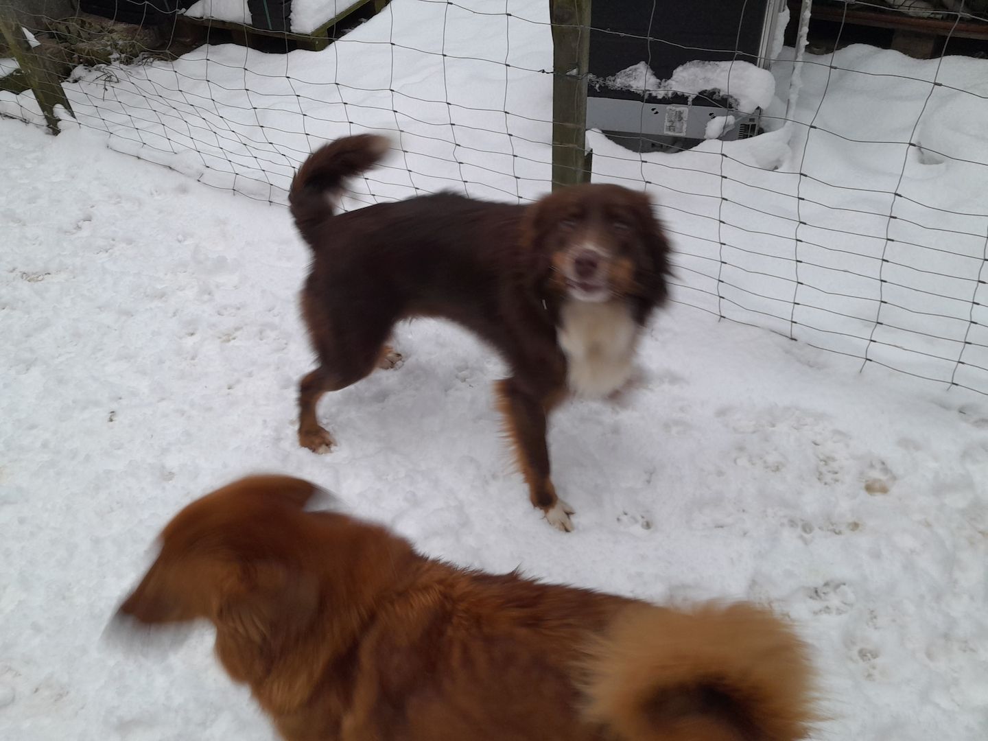 Wunderschöne robuste Welpen