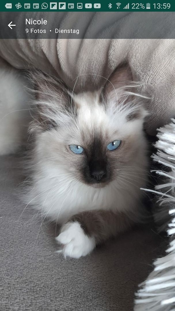 Heilige birma kitten màdchen