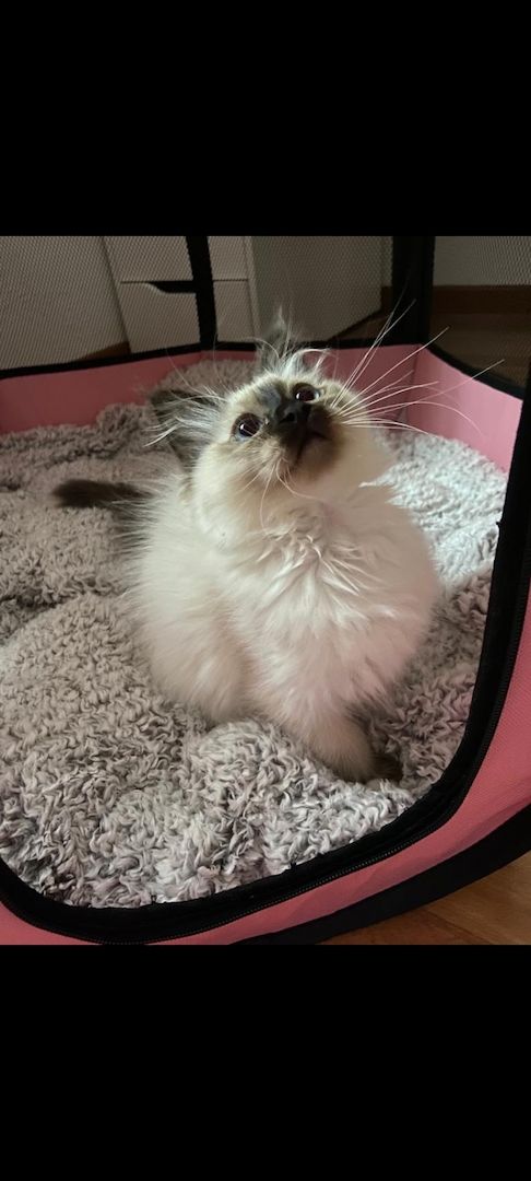 Heilige birma kitten màdchen