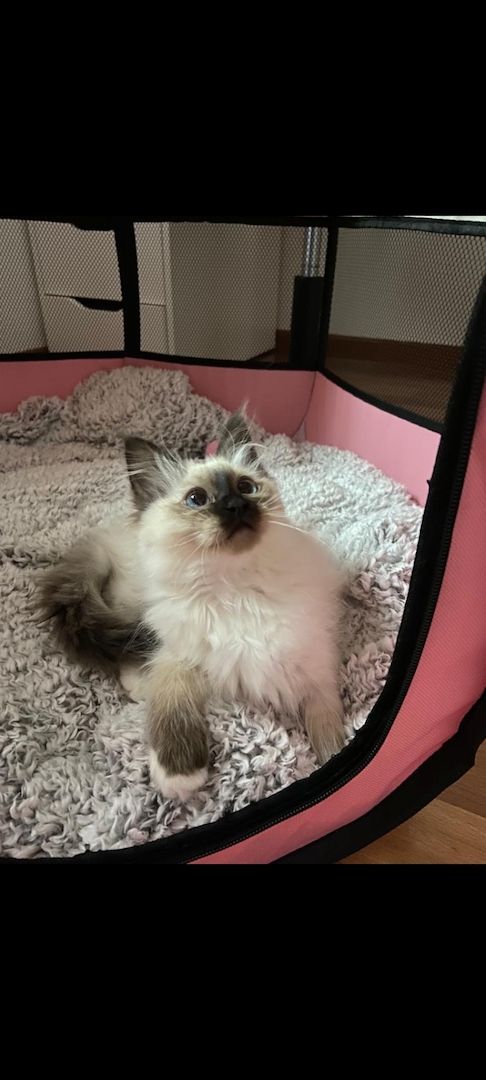 Heilige birma kitten màdchen