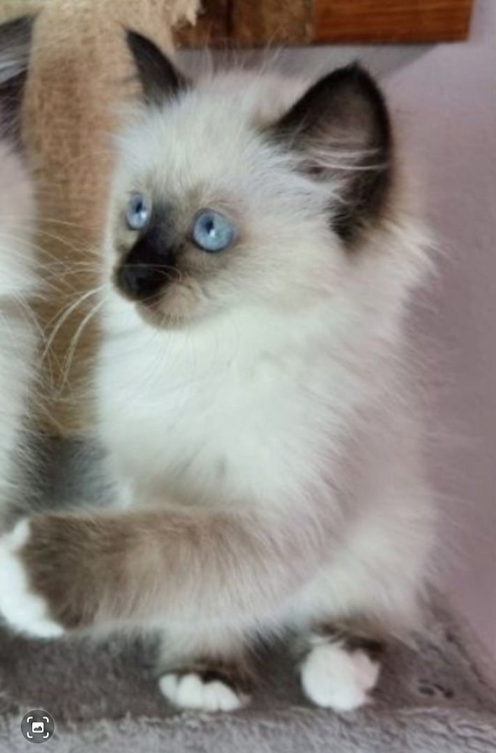 Heilige birma kitten màdchen