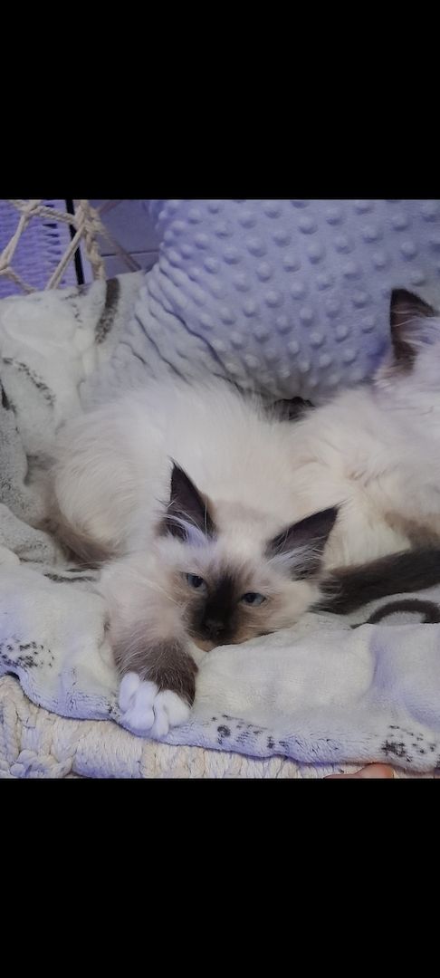 Heilige birma kitten màdchen