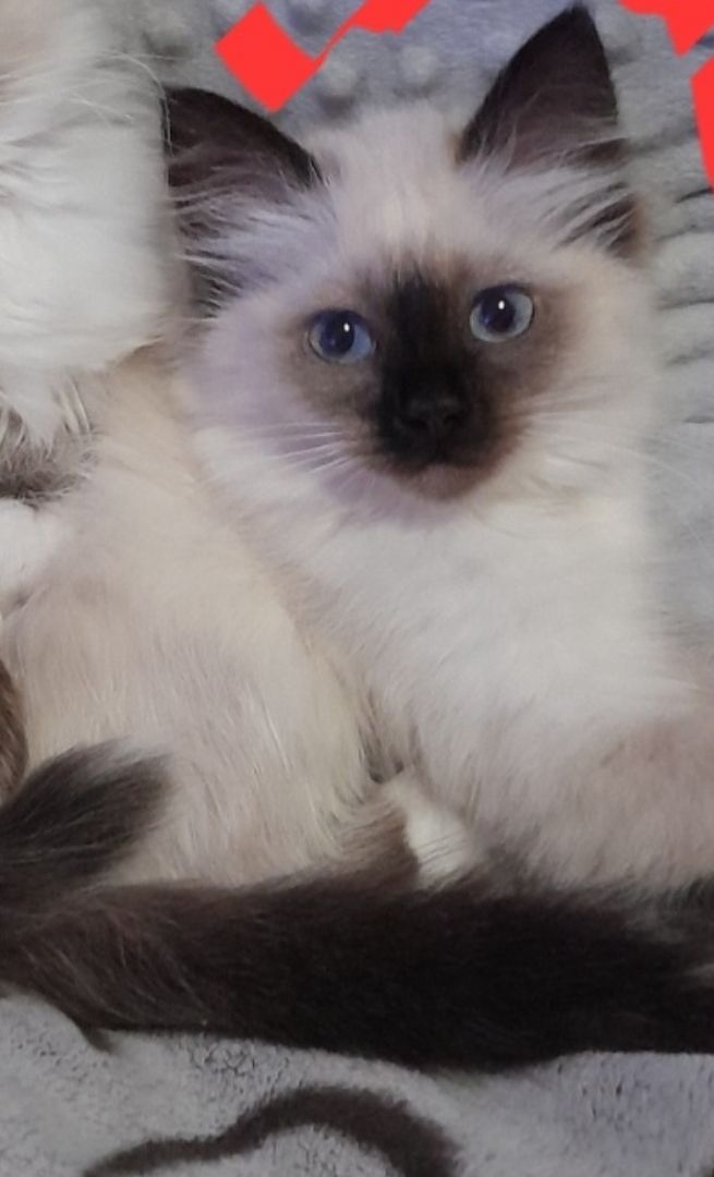 Heilige birma kitten màdchen