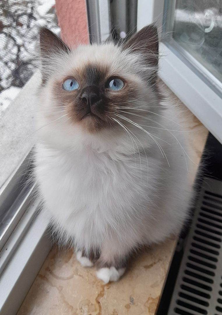 Heilige birma kitten màdchen