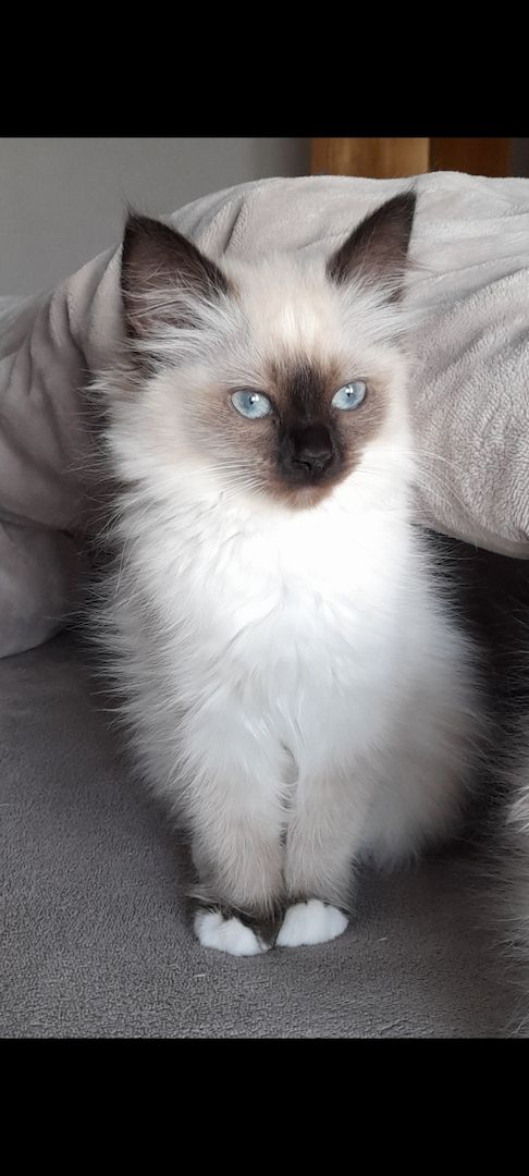 Heilige birma kitten màdchen