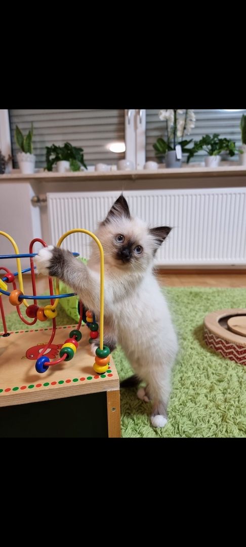 Heilige birma kitten màdchen