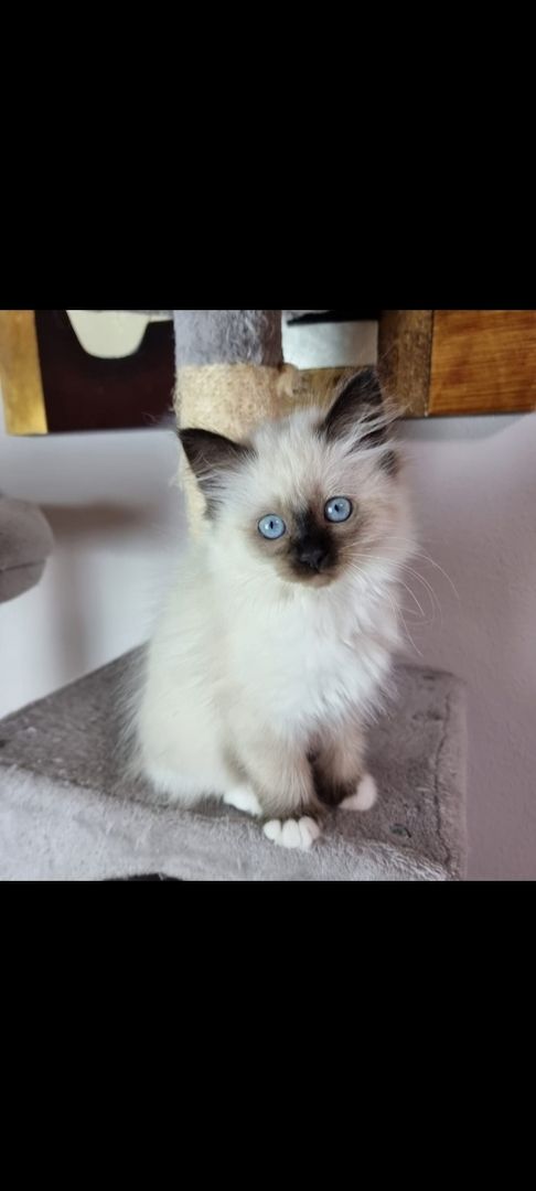 Heilige birma kitten màdchen