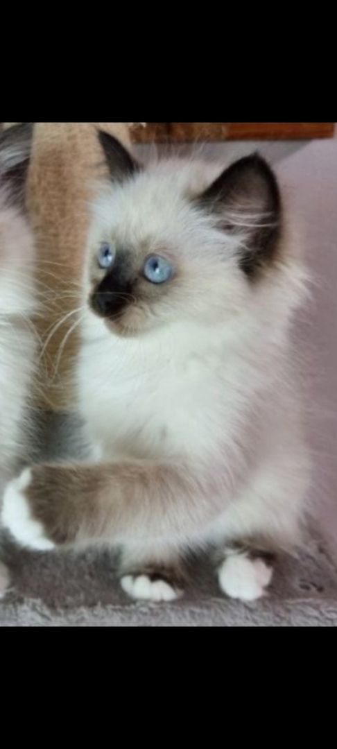 Heilige birma kitten màdchen