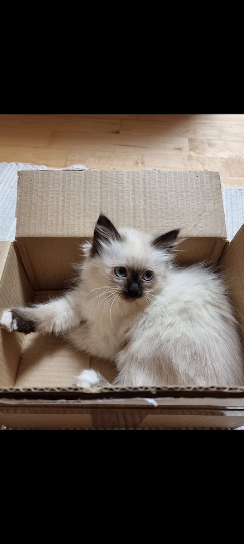 Heilige birma kitten màdchen