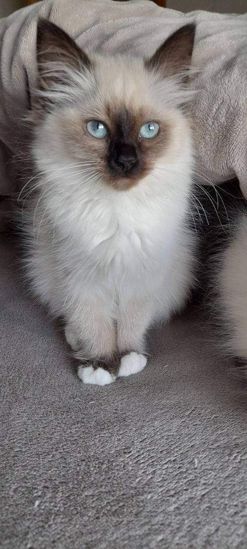 Heilige birma kitten màdchen