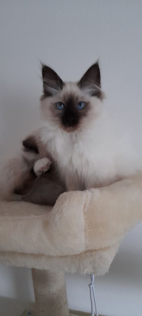 Heilige birma kitten màdchen