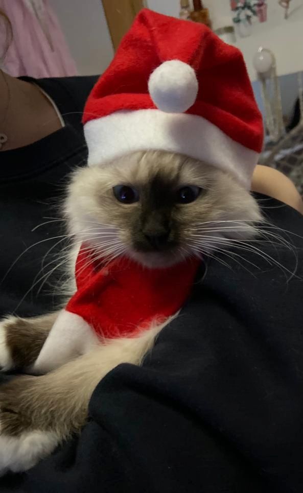 Heilige birma kitten màdchen