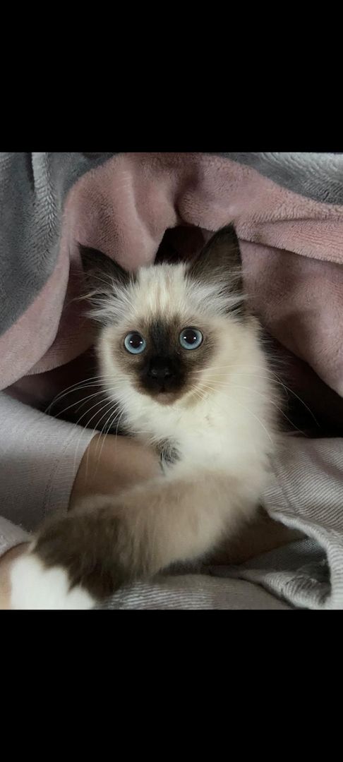 Heilige birma kitten màdchen